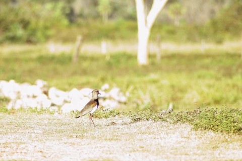 I want-want, Southern Lapwing, Vanellus chilensis, Pantanal, Mato Grosso do Sul, Brazil