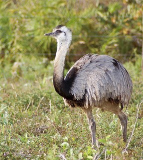 Emu, Pantanal, Mato Grosso do Sul, Brazil