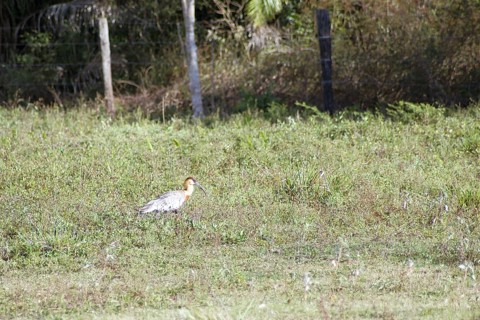 Curicaca-of-neck-yellow, Buff-necked Ibis, Theristicus caudatus, Pantanal, Mato Grosso do Sul,