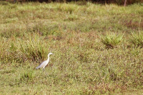 Syrigma sibilatrix, Pantanal, Mato Grosso do Sul, Brazil