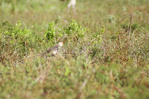 Anu-white, Guira Cuckoo, Guira guira, Pantanal, Mato Grosso do Sul, Brazil