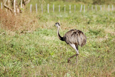 Emu, Pantanal, Mato Grosso do Sul, Brazil