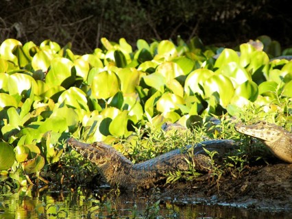 Alligator, Nature, Pantanal, Mato Grosso do Sul, Brazil