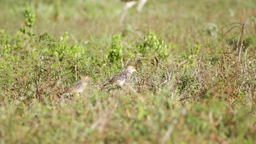Anu-white, Guira Cuckoo, Guira guira, Pantanal, Mato Grosso do Sul, Brazil