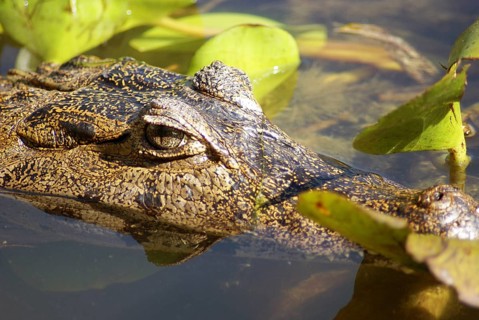 Animal, Alligator, Pantanal, Mato Grosso do Sul, Brazil