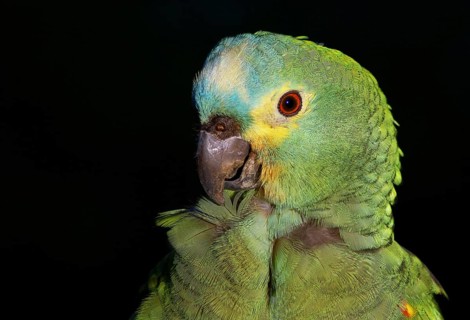 Parrot, Blue-fronted Parrot, Amazon aestiva, Pantanal, Mato Grosso do Sul, Brazil ATENÇÃO: NÃO