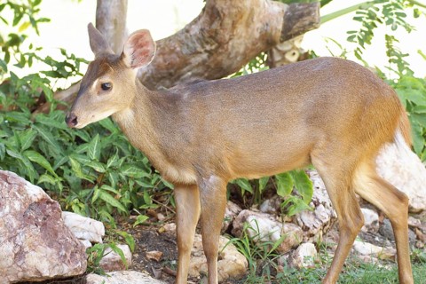 Deer of the Swampland, Nestling, Pantanal, Mato Grosso do Sul, Brazil ATENÇÃO: NÃO PODEMOS
