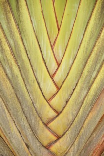 Plant, Texture, Barra do Una, Peruíbe, São Paulo, Brazil