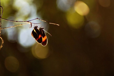 Butterfly, Cataratas Park, Foz do Iguaçu, Argentina