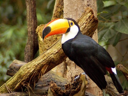Toucan, Aves Park, Foz do Iguaçu, Paraná, Brazil