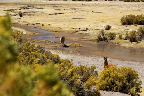 Desert of Lipez, Department of Potosi, Sud Lipez Province, La Paz, Bolívia