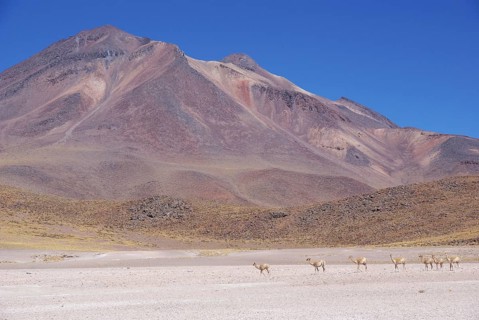 Sector Lagunas Miscanti y Miñiques - Reserva Nacional Los Flamencos - Deserto do Atacama - Região