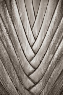 Plant, Texture, Barra do Una, Peruíbe, São Paulo, Brazil