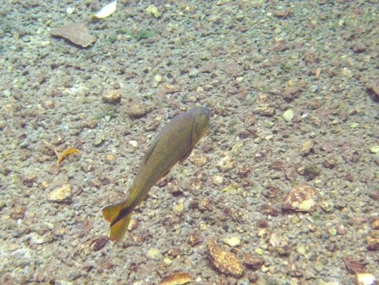 Fish, Dourado, Salminus brasiliensis, Bonito, Mato Grosso do Sul, Brazil