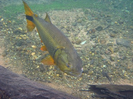 Fish, Dourado, Salminus brasiliensis, Bonito, Mato Grosso do Sul, Brazil