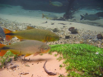 Fish, Piraputanga, Brycon hilarii, Bonito, Mato Grosso do Sul, Brazil