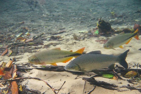 Pisces, Curimbatá, Prochilodus lineatus, Piraputangas, Brycon hilarii, Bonito, Mato Grosso do Sul,