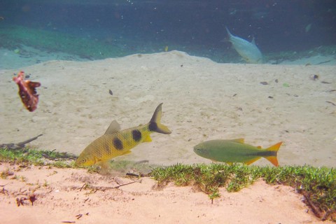 Fish, Piraputanga, Brycon hilarii, Piava, Leporinus elongatus, Bonito, Mato Grosso do Sul, Brazil