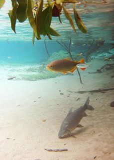 Pisces, Curimbatá, Prochilodus lineatus, Piraputangas, Brycon hilarii, Bonito, Mato Grosso do Sul,
