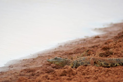 Alligator, Cabeceira do Prata Farm, Rio da Prata, Bonito, Mato Grosso do Sul, Brazil