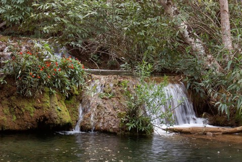 Forest, Nature, Seis Cachoeiras Park, Bonito, Mato Grosso do Sul, Brazil