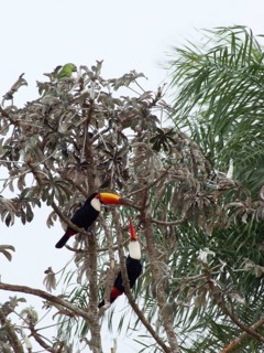 Toucans in the Trunk of Tree, Bonito, Mato Grosso do Sul, Brazil