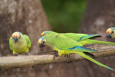 Ave, Parakeet, Cabeceira do Prata Farm, Rio da Prata, Bonito, Mato Grosso do Sul, Brazil