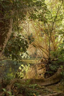 Forest, Nature, Seis Cachoeiras Park, Bonito, Mato Grosso do Sul, Brazil