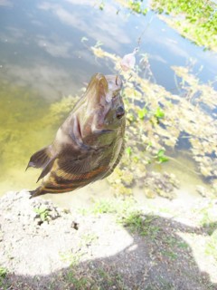 Fish, Fishhook, Pantanal, Mato Grosso do Sul, Brazil
