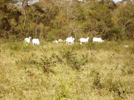 Animal, Oxen, Pantanal, Mato Grosso do Sul, Brazil
