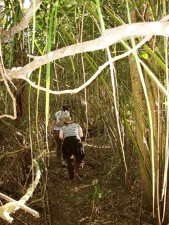 People, Treads, Pantanal, Mato Grosso do Sul, Brazil