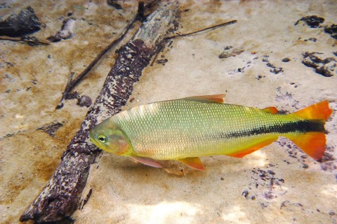 Fish, Piraputanga, Brycon hilarii, Bonito, Mato Grosso do Sul, Brazil