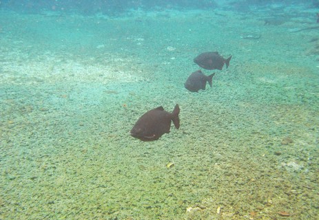 Pisces, Pacu, Piaractus mesopotamicus, Bonito, Mato Grosso do Sul, Brazil