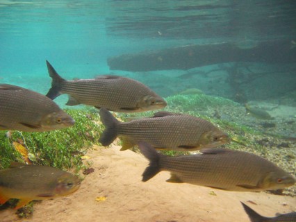 Pisces, Curimbatá, Prochilodus lineatus, Bonito, Mato Grosso do Sul, Brazil
