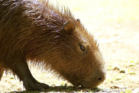 Animal, Capybara, Horto Florestal Park, São Paulo, Brazil