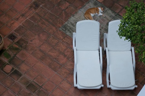 Animal, cat, sleeping, City, Rio de Janeiro, Brazil