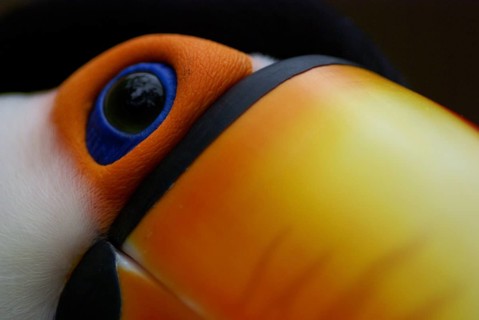 Bird, Toucan-stub, OiseauxFoz, Foz Iguaçu, Brazil