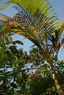 Nature, flowers, Bread Sugar, City, Rio de Janeiro, Brazil