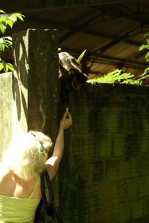 People, woman, Animal, Monkey-nail, Forest Tijuca, Cristo Redentor, Rio de Janeiro, Brazil