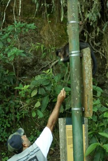 People, man, Animal, Monkey-nail, Forest Tijuca, Cristo Redentor, Rio de Janeiro, Brazil