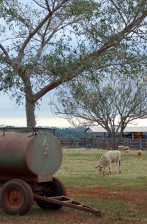 Sheep, Cattle, Cabeceira do Prata Farm, Rio da Prata, Bonito, Mato Grosso do Sul, Brazil