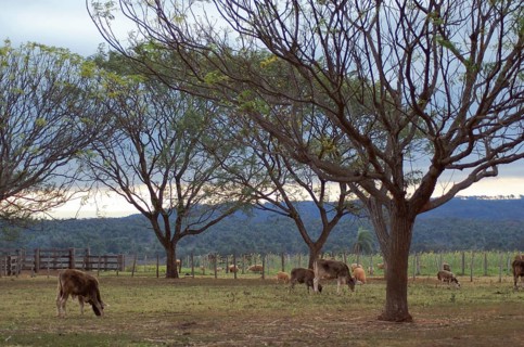 Cattle, Cabeceira do Prata Farm, Rio da Prata, Bonito, Mato Grosso do Sul, Brazil