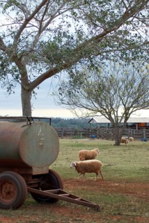 Sheep, Cabeceira do Prata Farm, Rio da Prata, Bonito, Mato Grosso do Sul, Brazil