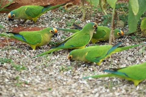 Ave, Parakeet, Cabeceira do Prata Farm, Rio da Prata, Bonito, Mato Grosso do Sul, Brazil