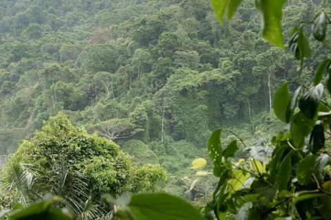 Forest, Nature, Ilha Grande, Rio de Janeiro, Brazil