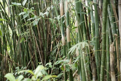 Bamboo, Nature, Ilha Grande, Rio de Janeiro, Brazil