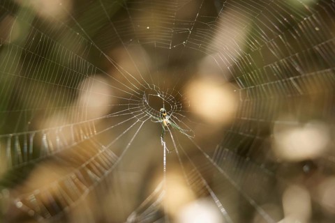Spider's web, Ilha Grande, Rio de Janeiro, Brazil