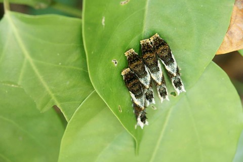 Caterpillars, Leaves, Ilha Grande, Rio de Janeiro, Brazil