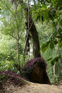 Tree, Forest, Ilha Grande, Rio de Janeiro, Brazil