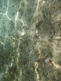 Underwater pictures, Pisces, Ilha Grande, Rio de Janeiro, Brazil